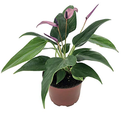 Anthurium Plants