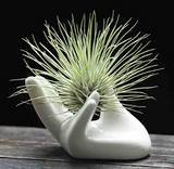 Small Air Plant