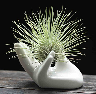 Small Air Plant