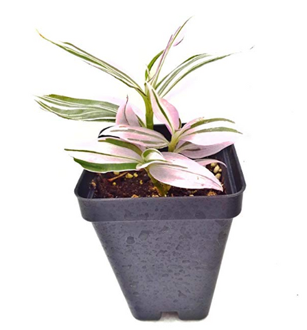 Lilac Potted Plant