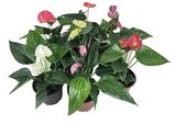 Anthurium Plants