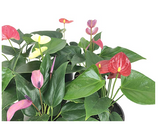 Anthurium Plants